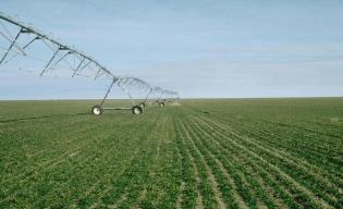 Winter wheat irrigation